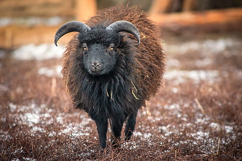 schapen, dwergschapen, wol, klein, dierlijke thema's, dier, zoogdier, één dier, gewerveld, staand, dierenleven, huisdieren, geen mensen, kijkend naar de camera, vee, huiselijk, portret, dag, focus op de voorgrond, natuur, dieren in het wild, zwarte kleur, land-, buitenshuis, plantenetend, 5K, CC0, publiek domein, royaltyvrij
