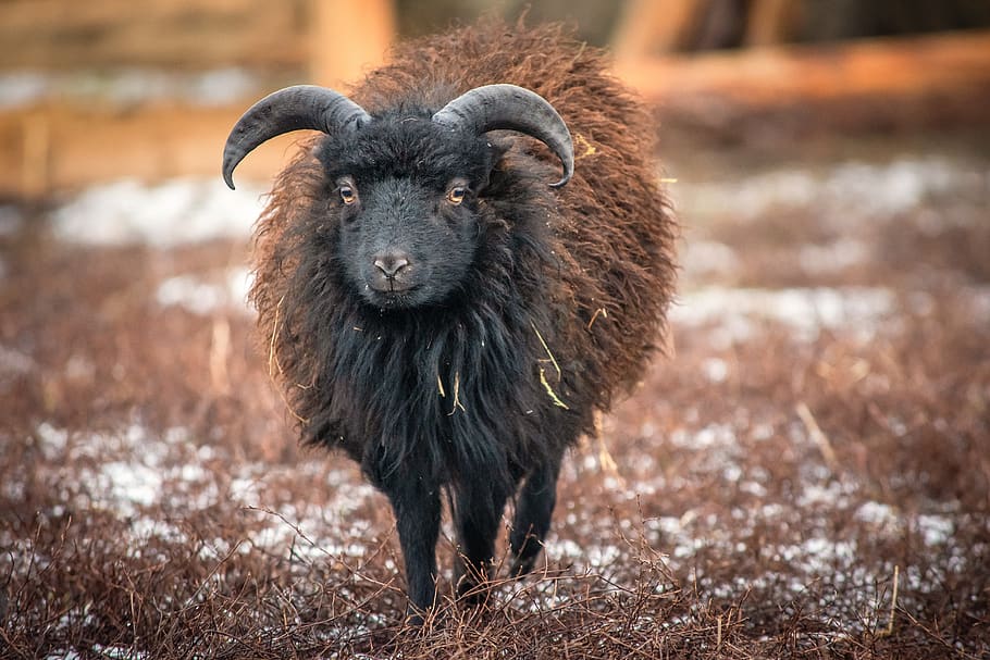 pecora, pecore nane, lana, piccolo, temi animali, animale, mammifero, un animale, vertebrato, in piedi, fauna selvatica, animali domestici, nessuno, guardando la fotocamera, bestiame, domestico, ritratto, giorno, concentrarsi sulle conoscenze acquisite, natura, animali allo stato selvatico, colore nero, terra, all'aperto, erbivoro, 5K