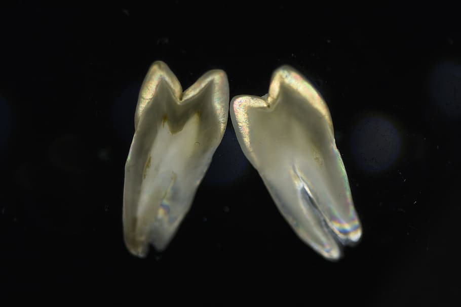 tiro polarizzato, denti, sezione, avvicinamento, sfondo nero, nessuno, girato in studio, in casa, animale, acqua, temi animali, subacqueo, fauna selvatica, mare, natura, due oggetti, gruppo di animali, animali allo stato selvatico, nuoto, concentrarsi sulle conoscenze acquisite, pesce, panoramico, marino, piccolo gruppo di oggetti, 5K