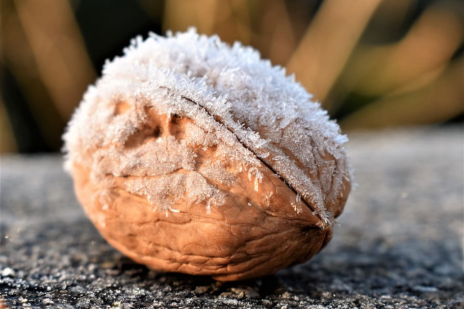nou, femella d’arbre, hivern, neu, eiskristalle, saludable, shell, naturalesa, marró, menjar, primer pla, centrar-se en primer pla, dia, menjar i beguda, fruita, alimentació saludable, benestar, una persona, a l'aire lliure, frescor, temperatura de fred, esport, enfocament selectiu, 4K