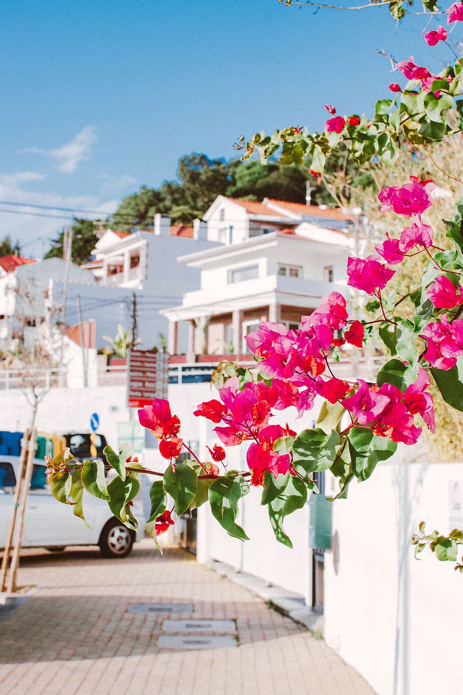 foto, rosa, bouganville, architettura, bellissimo, fioritura, fiorire, edifici, colore, luce del giorno, delicato, flora, fiori, fresco, freschezza, crescita, case, marciapiede, petali, Portogallo, spinoso, strada, coperto di spine, albero, pianta, fiore, pianta fiorita, esterno dell'edificio, colore rosa, natura, struttura costruita, costruzione, cielo, bellezza nella natura, giorno, vulnerabilità, fragilità, concentrarsi sulle conoscenze acquisite, Casa, nessuno, all'aperto, primavera, testa di fiore, vaso di fiori, 5K
