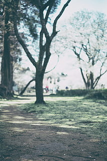 tree, plant, tree trunk, ground, clothing, apparel, trail, vegetation, park, green, pants, path, flare, light, asphalt, tarmac, overcoat, coat, fitness, exercise, nature, day, park - man made space, outdoors, incidental people, growth, land, focus on foreground, footpath, field, road, sunlight, grass, trunk, environment, 4K, CC0, public domain, royalty free