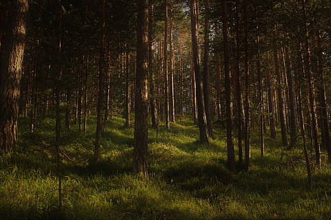 Bos, natuur, boom, hout, bos-, romp, gras, behang, achtergrond, wildernis, donker, buitenshuis, pijnboom, zwak licht, geen pad, bergbos, in hout, stilte, kalmerende foto, kalmte, fabriek, land-, groei, schoonheid in de natuur, boomstam, geen mensen, groene kleur, rustige scène, zonlicht, scenics - natuur, niet-stedelijke scène, dag, 5K, CC0, publiek domein, royaltyvrij