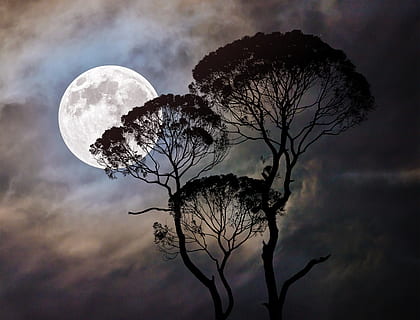 Mond, Baum, dunkel, Mondlicht, Nacht-, Landschaft, Natur, Himmel, Silhouette, geheimnisvoll, Abend, Fantasie, unheimlich, gruslig, Traum, mystisch, Dunkelheit, Wolken, surreal, verträumt, Atmosphäre, Märchen, atmosphärisch, Mystik, Pflanze, kahler Baum, wolke - himmel, Vollmond, Ast, Schönheit in der Natur, Ruhe, Szenen - Natur, keine Leute, ruhige Szene, draußen, Kreis, Astronomie, Platz, planetarischer Mond, 2K, CC0, gemeinfrei, lizenzfrei