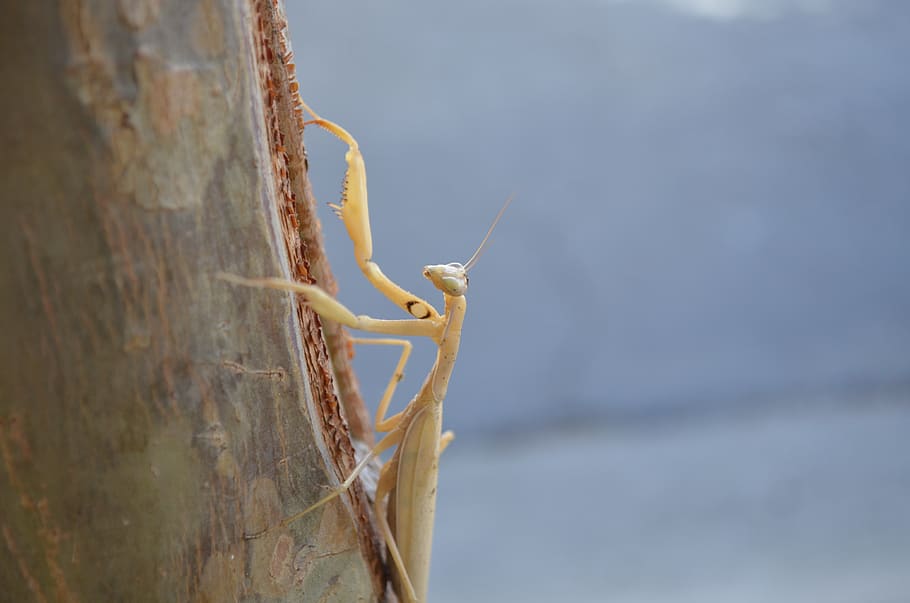 Mantis religiosa, arbre, naturalesa, error, insecte, animals a la natura, un animal, temes d'animals, invertebrat, animal, fauna animal, primer pla, dia, centrar-se en primer pla, cap gent, part del cos dels animals, enfocament selectiu, a l'aire lliure, planta, antena animal, material de fusta, 4K