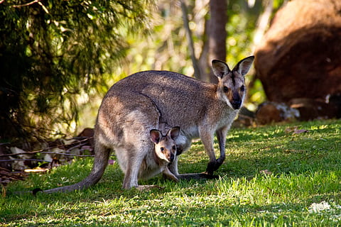canguros en australia, naturaleza de los animales, animal, temas de animales, fauna animal, mamífero, animales en la naturaleza, un animal, árbol, nadie, planta, naturaleza, hierba, vertebrado, tierra, retrato, mirando a la cámara, día, canguro, animal joven, bosque, al aire libre, familia de animales, 2K