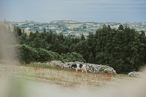 zelené listy stromů, Portugalsko, ostrov São Miguel, Příroda, zaplavit, pastviny, pastvina, venku, louka, hospodařit, pastvy, pole, venkovský, venkov, ranč, scenérie, krajina, keř, flóra, rostlina, vegetace, strom, hospodářských zvířat, savec, domácí zvířata, zvíře, zvířat, přistát, domácí, den, krása v přírodě, skupina zvířat, obratlovců, nikdo, dobytek, domácí mazlíčci, scenics - příroda, býložravý, 5K, CC0, veřejná doména, bez autorských práv