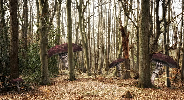 foresta, alberi, funghi, matrioska, fantasia, surreale, comporre, divertente, raccapricciante, fiabe, albero, pianta, terra, tronco d'albero, tronco, bosco, natura, crescita, giorno, la tranquillità, nessuno, all'aperto, scena tranquilla, scena non urbana, bellezza nella natura, paesaggio, animale, campo, temi animali, erbivoro, 4K, CC0, dominio pubblico, privo di copyright