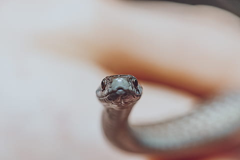 graue Schlange, Tier, Schlange, Reptil, Kobra, Hintergründe, Tierische Hintergründe, Tiertapeten, Mund, Natur, Tierwelt, Leben im Meer, Schildkröte, Nase, Gesicht, Ultra-Makro, Makro, Ultra, Kopf, ein Tier, selektiver Fokus, Nahansicht, Tierkörperteil, Tiere in freier Wildbahn, Wirbeltier, keine Leute, Porträt, Auge, Tag, Körperteil, Tierauge, 5K, CC0, gemeinfrei, lizenzfrei