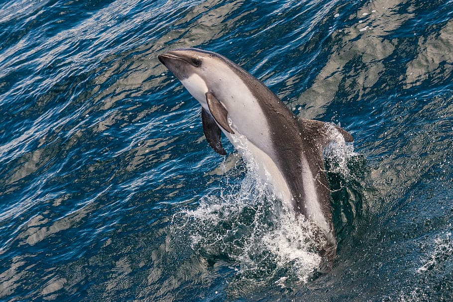 delfino durante il giorno, temi animali, animale, fauna selvatica, animali allo stato selvatico, acqua, mammifero, mare, subacqueo, mammifero acquatico, un animale, spruzzi, delfino, natura, vertebrato, movimento, nessuno, vita marina, all'aperto, marino, 5K