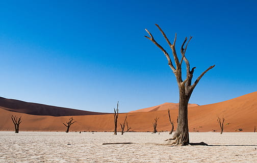 arbre graner marró, sòl, naturalesa, a l'aire lliure, sorra, duna, deadvlei, namibia, desert, namib naukluft, desert de namib, sossusvlei, paisatge, pastures, camp, sabana, temps, terra, pendent, cel, clima àrid, escenics - natura, clima, blau, medi ambient, duna de sorra, cel clar, escena tranquil·la, bellesa a la natura, arbre, tranquil·litat, escena no urbana, planta, cap gent, planta morta, 4K, CC0, domini públic, lliure de regalies