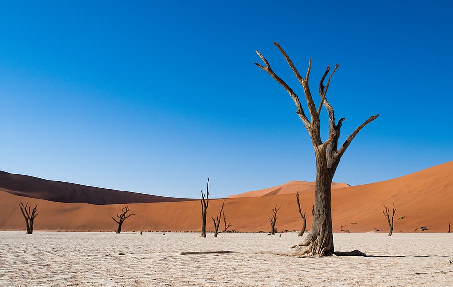 arbre graner marró, sòl, naturalesa, a l'aire lliure, sorra, duna, deadvlei, namibia, desert, namib naukluft, desert de namib, sossusvlei, paisatge, pastures, camp, sabana, temps, terra, pendent, cel, clima àrid, escenics - natura, clima, blau, medi ambient, duna de sorra, cel clar, escena tranquil·la, bellesa a la natura, arbre, tranquil·litat, escena no urbana, planta, cap gent, planta morta, 4K