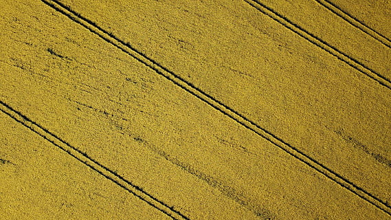 Rapsfeld, Straßenbahn, Linien, Gelb, Vollbild, Hintergründe, High Angle View, keine Leute, Muster, Tag, texturiert, draußen, Natur, Transport, Land, Sonnenlicht, Feld, Fußweg, Straße, gestreift, Beton, Rau, die Architektur, parallel, 4K, CC0, gemeinfrei, lizenzfrei