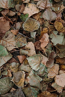 foile uscate, frunze, parte a plantelor, toamnă, cadru complet, Schimbare, fundaluri, uscat, zi, camp, natură, nici o persoana, teren, vedere în unghi mare, frumusețe în natură, în aer liber, a închide, vulnerabilitate, fragilitate, plantă, starea naturala, 5K, CC0, domeniu public, fără drepturi de autor