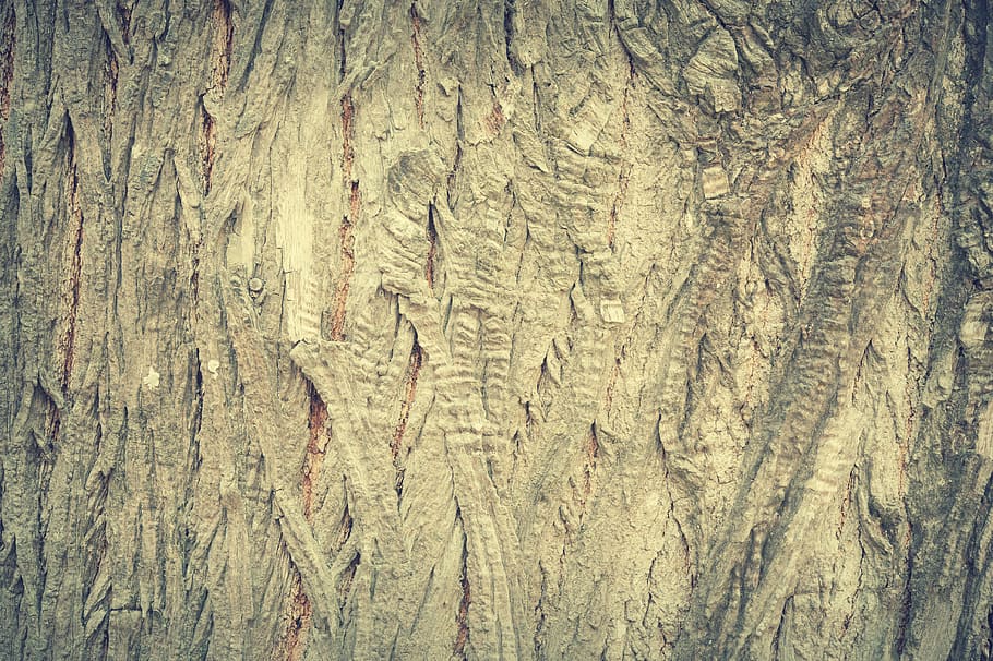 superfície marró, antiguitat, teló de fons, fons, escorça, marró, fusteria, fosc, decoratiu, disseny, brut, pis, bosc, gra, grunge, fusta dura, interior, registre, fusta, material, natural, roure, orgànic, panell, patró, pi, tauler, retro, aspre, ratlles, estructura, superfície, textura, arbre, escorça d'arbre, tronc, vintage, paret, fons de pantalla, resistent, marc complet, cap gent, material de fusta, tronc de l'arbre, primer pla, naturalesa, dia, a l'aire lliure, planta, directament a sobre, gra de fusta, 4K