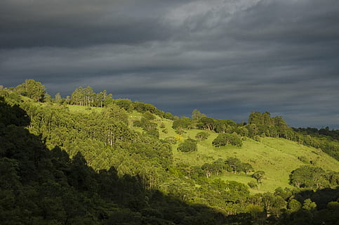 bosque durante el dia, naturaleza, al aire libre, clima, campo, tierra, pradera, planta, vegetación, cúmulo, nube, cielo, colina, rural, edificio, meseta, árbol, abeto, abies, hierba, nube - cielo, belleza en la naturaleza, color verde, paisajes - naturaleza, escena tranquila, tranquilidad, ambiente, crecimiento, paisaje, escena no urbana, nadie, nublado, día, 4K, CC0, dominio público, libre de derechos