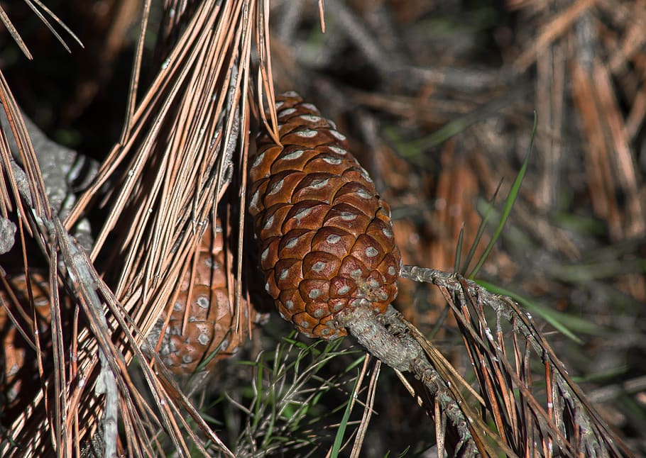 pinecone, pušis, spygliuočių, adata, augalų, Iš arti, dieną, sutelkti dėmesį į naujas žinias, medis, pobūdį, ruda, sausas, nėra žmonių, pušies kūgis, lauke, žemės, atrankinis dėmesys, maisto, šakelė, filialas, Maistas ir gėrimai, veržlė, lapai, augalų dalis, džiovinti, 5K
