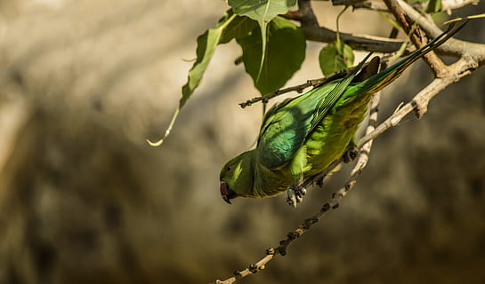 green, bird, brown, stem, animal, parakeet, parrot, macaw, finch, head, pet, eating, food, canary, jay, cockatoo, leaf, plant, veins, emu, beak, flower, acanthaceae, one animal, focus on foreground, animals in the wild, animal themes, animal wildlife, close-up, day, nature, no people, green color, vertebrate, tree, outdoors, branch, perching, twig, animal body part, 5K, CC0, public domain, royalty free