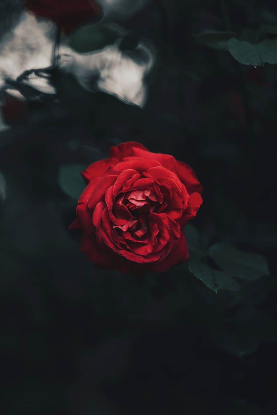 กุหลาบสีแดง, ดอกไม้, ดอกกุหลาบ, ดอก, ปลูก, ใบไม้, สัตว์, แมว, สัตว์เลี้ยง, เลี้ยงลูกด้วยนม, เบา, กลีบดอกไม้, ธรรมชาติ, พืชไม้ดอกจำพวกหนึ่ง, นก, เบลอ, มืด, ACANTHACEAE, ไม้ดอก, ความงามในธรรมชาติ, ช่อดอก, ความสด, หัวดอกไม้, ความอ่อนแอ, สีแดง, ความบอบบาง, ใกล้ชิด, ไม่มีคน, มุมมองมุมสูง, มุ่งเน้นไปที่เบื้องหน้า, การเจริญเติบโต, กลางแจ้ง, ช่อดอกไม้, 4K