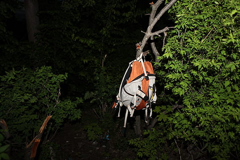 lol, gatto, pianta, albero, crescita, natura, una persona, colore verde, persone reali, giorno, terra, all'aperto, foresta, attività di svago, lunghezza intera, uomini, detenzione, corda, tronco, tronco d'albero, luce del sole, 5K, CC0, dominio pubblico, privo di copyright