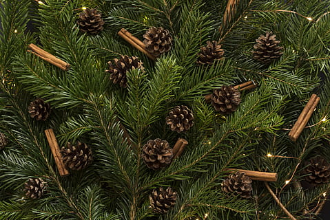 Brun, pinjekegler, fyrretræ, jul, træ, ferie, nåletræ, plante, flora, grankogle, gran, vinter, indretning, dekoration, festlig, kanel, fyrnål, Det Forenede Kongerige, baggrunde, tapeter, jul tapeter, grøn farve, ingen mennesker, vækst, fuld ramme, blad, plante del, høj vinkel visning, natur, dag, nål - plante del, afdeling, tæt på, skønhed i naturen, udendørs, 5K, CC0, offentligt domæne, royaltyfrie