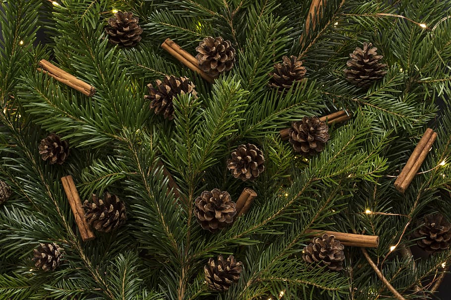 Brun, pinjekegler, fyrretræ, jul, træ, ferie, nåletræ, plante, flora, grankogle, gran, vinter, indretning, dekoration, festlig, kanel, fyrnål, Det Forenede Kongerige, baggrunde, tapeter, jul tapeter, grøn farve, ingen mennesker, vækst, fuld ramme, blad, plante del, høj vinkel visning, natur, dag, nål - plante del, afdeling, tæt på, skønhed i naturen, udendørs, 5K