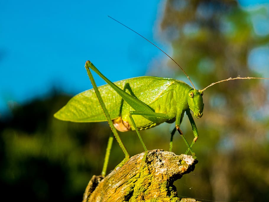 verd, Llagosta, hora del dia, primer pla, insecte, macro, fauna animal, temes d'animals, animal, invertebrat, animals a la natura, un animal, centrar-se en primer pla, naturalesa, planta, dia, cap gent, color verd, antena animal, part del cos dels animals, Mantis religiosa, full, part de la planta, a l'aire lliure, 4K