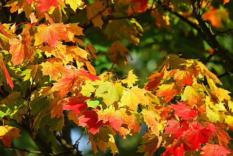 yellow, red, leaf trees, fall foliage, maple, tree, plant part, leaf, autumn, change, plant, beauty in nature, focus on foreground, day, close-up, maple leaf, growth, nature, orange color, branch, maple tree, no people, outdoors, leaves, natural condition, fall, 4K, CC0, public domain, royalty free