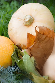 dynia, miąższ, warzywo, spadek, halloween, jedzenie, Ogród warzywny, dekoracja, jeden, ogród, kuchnia, odmian, jedzenie i picie, część rośliny, liść, świeżość, zbliżenie, zdrowe odżywianie, dobre samopoczucie, żadnych ludzi, kolor pomarańczowy, Natura, zielony kolor, martwa natura, dzień, wysoki kąt widzenia, roślina, owoc, na dworze, odchodzi, 2K, CC0, domena publiczna, darmowe zdjęcia
