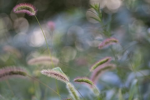 vítr, foxtail, tabitha, bazén, podzim, krajina, scenérie, Sluneční svit, na podzim, zelená, rostlina, květ, krása v přírodě, kvetoucí rostlina, růst, detail, svěžest, Příroda, nikdo, křehkost, zranitelnost, klid, zaměřit se na popředí, přistát, venku, den, pole, zelená barva, neobdělávaný, životní prostředí, květu hlavy, nachový, 5K, CC0, veřejná doména, bez autorských práv