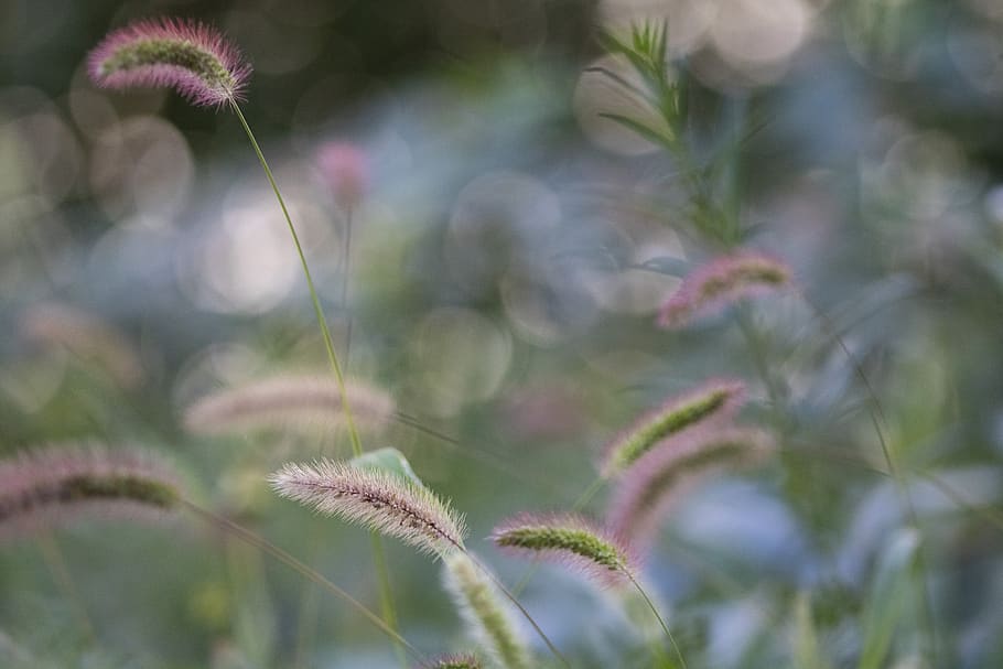 vent, cua de civet, tabitha, piscina, tardor, paisatge, sol, a la tardor, verd, planta, flor, bellesa a la natura, planta amb flors, creixement, primer pla, frescor, naturalesa, cap gent, fragilitat, vulnerabilitat, tranquil·litat, centrar-se en primer pla, terra, a l'aire lliure, dia, camp, color verd, sense cultiu, medi ambient, cap de flor, porpra, 5K