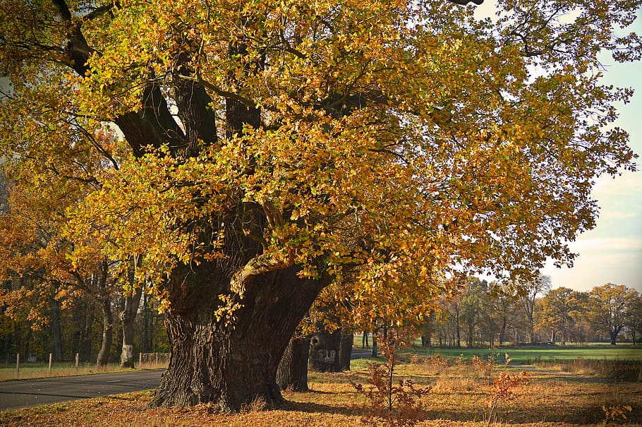 roure, vell, arbres, arbres caducifolis, roures vells, segles, tribu, naturalesa, paisatge, tardor, paisatge de tardor, fullatge de tardor, fulles, fulles de tardor, color de la tardor, colors de la tardor, avinguda, carretera, octubre daurat, arbre, planta, canvi, creixement, bellesa a la natura, dia, tranquil·litat, parc, escena tranquil·la, color taronja, escenics - natura, cap gent, terra, full, part de la planta, parc - l'home va fer espai, a l'aire lliure, camp, col·lecció de tardor, caure, 5K