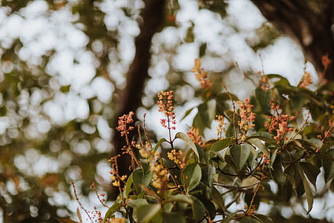 green leaf tree, blooming, blurry background, bokeh, branch, close-up, color, flora, flowers, growth, leaves, outdoors, panama, pollen, season, summer, tree, plant, flower, beauty in nature, flowering plant, freshness, nature, day, no people, fragility, focus on foreground, vulnerability, leaf, white color, plant part, selective focus, flower head, 5K, CC0, public domain, royalty free