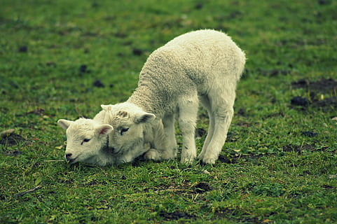 xai, schäfchen, Pasqua, corder de Pasqua, bonic, dolç, primavera, nens animals, jugar, còmode, germans i germanes, bessons, jove, dos, prat, junts, curiós, mamífer, temes d'animals, animal, animals domèstics, herba, bestiar, nacional, vertebrats, mascotes, camp, planta, terra, cap gent, un animal, animal jove, color verd, ovelles, pasturatge, naturalesa, herbívors, família d’animals, 5K, CC0, domini públic, lliure de regalies
