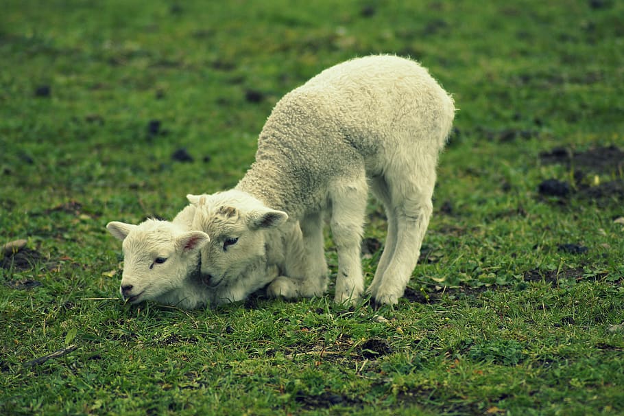 xai, schäfchen, Pasqua, corder de Pasqua, bonic, dolç, primavera, nens animals, jugar, còmode, germans i germanes, bessons, jove, dos, prat, junts, curiós, mamífer, temes d'animals, animal, animals domèstics, herba, bestiar, nacional, vertebrats, mascotes, camp, planta, terra, cap gent, un animal, animal jove, color verd, ovelles, pasturatge, naturalesa, herbívors, família d’animals, 5K