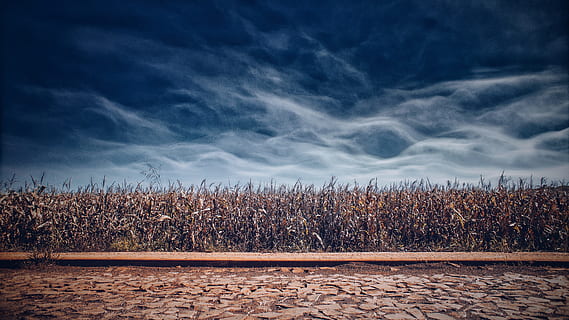 dramatic, sky, autumn, fall, nature, agriculture, farmland, farm, crops, clouds, landscape, scenery, vista, cloud - sky, land, field, scenics - nature, environment, tranquility, no people, rural scene, plant, tranquil scene, corn - crop, crop, growth, beauty in nature, outdoors, 5K, CC0, public domain, royalty free