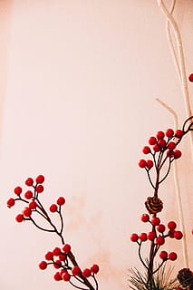 , planta, vermell, cap gent, menjar, fruita, menjar i beguda, frescor, alimentació saludable, primer pla, fruites de baies, naturalesa, arbre, creixement, branca, còpia espai, flor, a l'interior, vista d’angle baix, funció de construcció de parets, bellesa a la natura, madur, 5K, CC0, domini públic, lliure de regalies