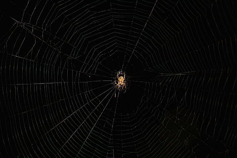 ragno, web, trappola, agghiacciante, animale, natura, ragnatela, fragilità, invertebrato, artropodo, aracnide, temi animali, un animale, insetto, nessuno, vulnerabilità, animali allo stato selvatico, avvicinamento, fauna selvatica, modello, sfondi, bellezza nella natura, all'aperto, complessità, gamba animale, sfondo nero, concentrico, 5K, CC0, dominio pubblico, privo di copyright