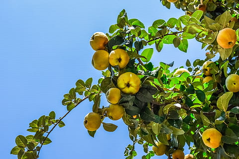 Albero di pesche, frutta, pesca, natura, ramo, Pesche, cibo, mangiare sano, cibo e bevande, pianta, parte vegetale, foglia, crescita, cielo, albero, Inquadratura dal basso, freschezza, albero da frutta, giallo, colore verde, benessere, nessuno, cielo sereno, all'aperto, maturo, 5K, CC0, dominio pubblico, privo di copyright