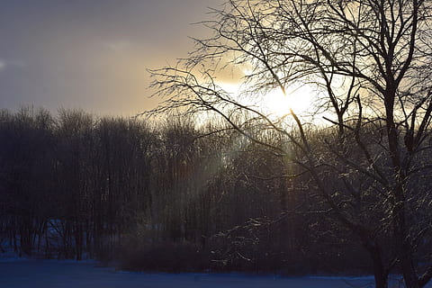 albero, tramonto, crepuscolo, luce del sole, lunatico, misterioso, sera, natura, paesaggio, d'oro, ombre, panoramico, all'aperto, parco, foresta, contrasto, pianta, inverno, bellezza nella natura, scenics - natura, temperatura fredda, la tranquillità, la neve, albero nudo, ramo, cielo, scena tranquilla, nessuno, scena non urbana, terra, silhouette, ambiente, bosco, 4K, CC0, dominio pubblico, privo di copyright