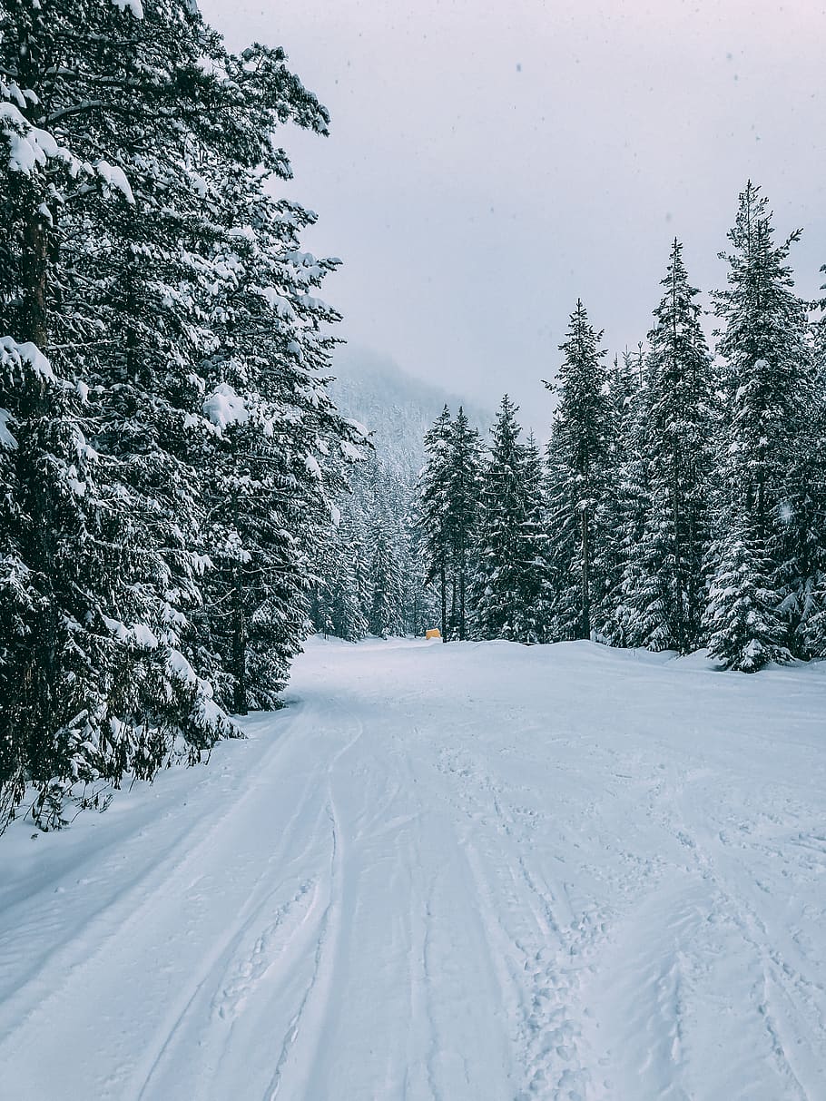 fyrretræer, snedækket, vej, træ, plante, gran, abies, bulgarien, Bansko, fyrretræ, sne, nåletræ, vinter, udendørs, natur, træer, stå på ski, is, landskab, sport, piste, kold temperatur, skønhed i naturen, ro, scenics - natur, rolig scene, himmel, ingen mennesker, dækker, hvid farve, jord, dag, ikke-urbane scene, transportmidler, Frosset, sner, snedækket bjerg, 4K