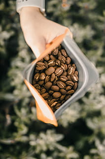 svart, kaffebønner pack, menneskelig hånd, mat og Drikke, friskhet, fokusere på forgrunnen, én person, hånd, mat, holding, nærbilde, menneskelig kroppsdel, kaffe, dag, kaffe - drikke, høy vinkel visning, ekte folk, natur, ukjennelig person, anlegg, stekt kaffebønne, brun, finger, 5K, CC0, offentlig domene, opphavsrett gratis