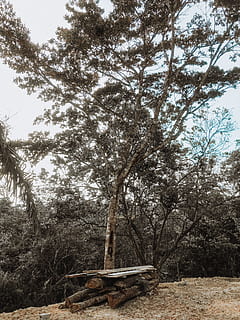 green trees, branches, environment, nature, panama, trees, woods, tree, plant, day, land, no people, tranquility, sky, tranquil scene, field, outdoors, bench, beauty in nature, growth, grass, park, wood - material, branch, tree trunk, landscape, 4K, CC0, public domain, royalty free