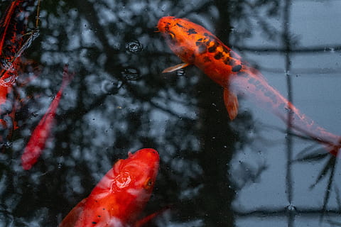 peix de koi vermell, animal, koi, peix, carpa, peixos de colors, aigua, llac, naturalesa, peixos d’estany, estany, vida salvatge, hivernacle, estany de koi, animals, aquàtics, amphiprion, la vida marina, lliri de l'estany, planta, lliri, temes d'animals, fauna animal, vertebrats, animals a la natura, un animal, nedar, color taronja, vermell, carpa koi, cap gent, reflexió, a l'aire lliure, dia, marí, 5K, CC0, domini públic, lliure de regalies
