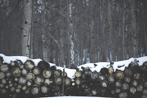 braune Baumstämme, Schnee, kalte Temperatur, Winter, Baum, Wald, Land, Natur, Pflanze, keine Leute, Tag, Fülle, große gruppe von gegenständen, Abholzung, Bauholz, Baumstamm, Holzindustrie, weiße Farbe, Kofferraum, Log, Holz, draußen, Rad, 5K, CC0, gemeinfrei, lizenzfrei