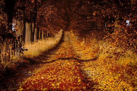 camí entre els arbres, grava, Carretera bruta, carretera, Polònia, jeziory, parc nacional de wielkopolski, Camí, planta, arbre, flora, sequoia, a l'aire lliure, bosc, naturalesa, terra, vegetació, forat, bedoll, paisatge, direcció, el camí a seguir, brutícia, cap gent, perspectiva decreixent, tardor, punt de fuga, sendera, dia, creixement, tranquil·litat, camp, canvi, ruta, 4K, CC0, domini públic, lliure de regalies