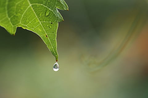 dråbe, vindruer, ark, makro, regn, blad, plante del, tæt på, vand, natur, plante, grøn farve, skønhed i naturen, våd, fokus på forgrunden, ingen mennesker, vækst, sårbarhed, skrøbelighed, dag, udendørs, selektiv fokusering, friskhed, renhed, dug, regndråbe, 2K, CC0, offentligt domæne, royaltyfrie