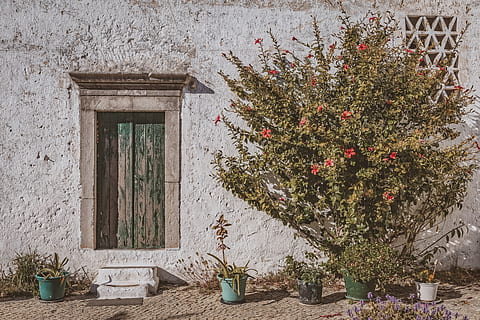casa, vell, façana, frontal, arquitectura, edifici, rústic, històricament, vintage, naturalesa, paisatge urbà, planta, estructura construïda, creixement, arbre, exterior de l'edifici, cap gent, Nadal, dia, funció de construcció de parets, finestra, arbre de Nadal, planta en test, a l'aire lliure, decoració, festa, 5K, CC0, domini públic, lliure de regalies