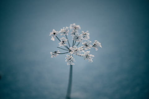 dent de lleó blanc, planta, flor, apiaceae, latvia, menjar, condiment, vehicle, avions, avió, transport, llum, blau, posta de sol, neu, hivern, flor seca, animal, ocell, anet, fragilitat, vulnerabilitat, bellesa a la natura, planta amb flors, creixement, Color blanc, frescor, naturalesa, cap gent, primer pla, dia, cel, primavera, enfocament selectiu, vista d’angle baix, pètal, a l'aire lliure, cap de flor, fons blau, cirerer, flor de cirerer, 5K, CC0, domini públic, lliure de regalies