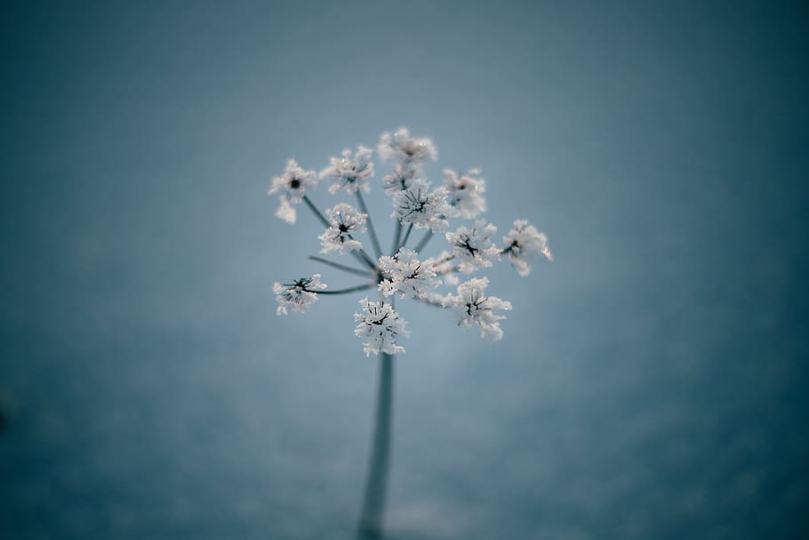 dent de lleó blanc, planta, flor, apiaceae, latvia, menjar, condiment, vehicle, avions, avió, transport, llum, blau, posta de sol, neu, hivern, flor seca, animal, ocell, anet, fragilitat, vulnerabilitat, bellesa a la natura, planta amb flors, creixement, Color blanc, frescor, naturalesa, cap gent, primer pla, dia, cel, primavera, enfocament selectiu, vista d’angle baix, pètal, a l'aire lliure, cap de flor, fons blau, cirerer, flor de cirerer, 5K